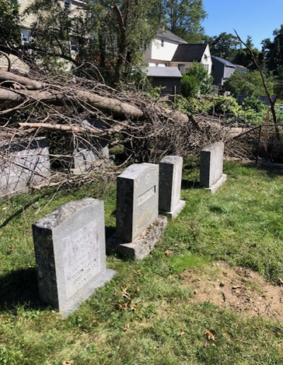 fallen tree across headstones