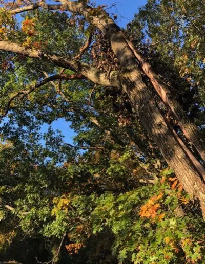 Large tree with large open-oxidized split and over dozens of headstones